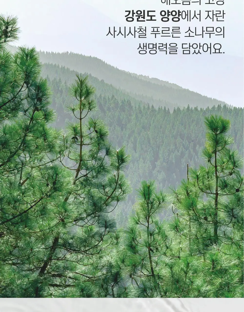 [민감진정] 라운드랩 소나무 진정 시카 토너 250ml 상세페이지 5